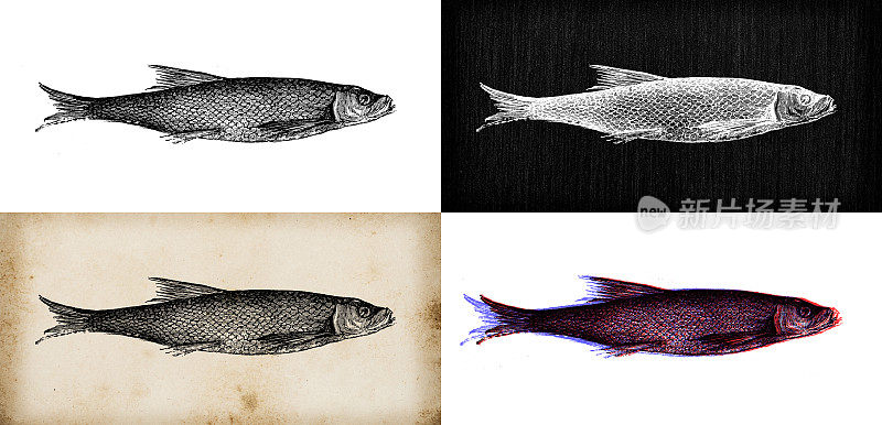 古董动物插图:大西洋鲱鱼(Clupea harengus)